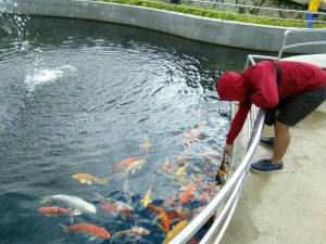 Mirror of the world sikatuna bohol (17)
