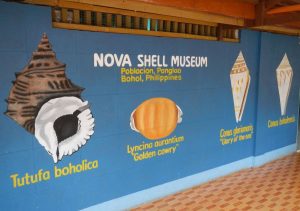 Nova shell musiem